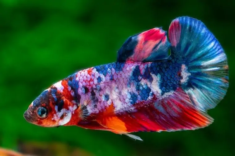 Koi Betta Variety