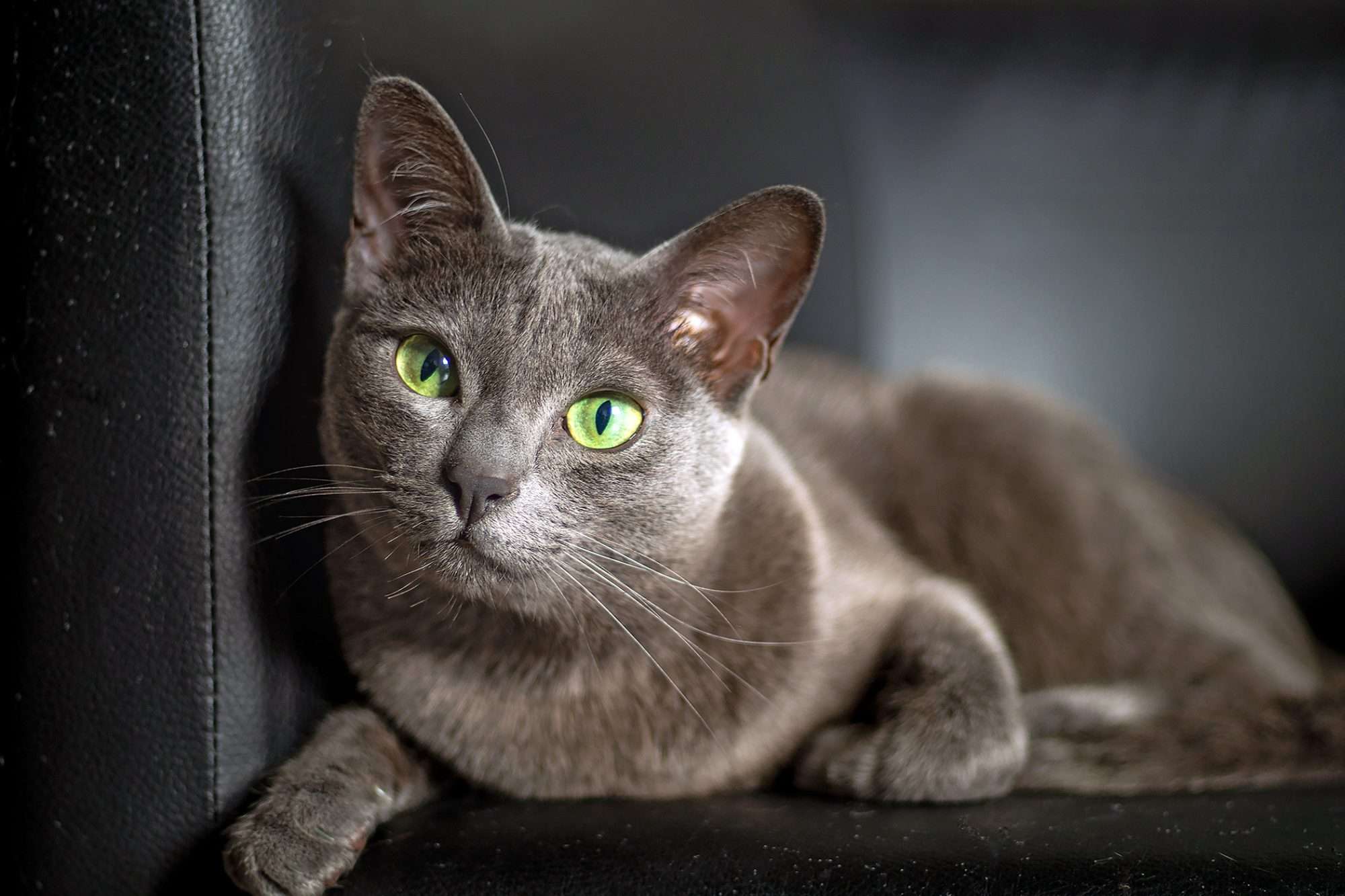 Korat Cat