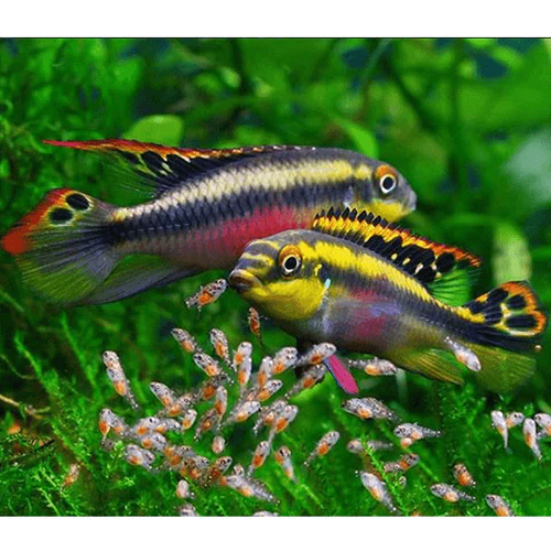 Kribensis
