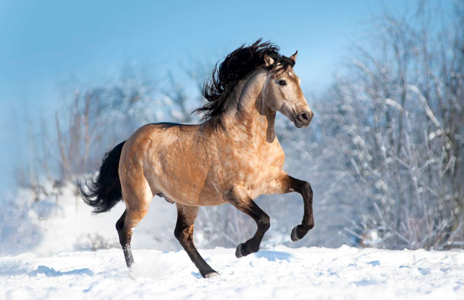 Lusitanos