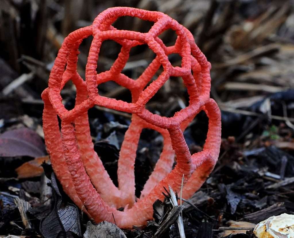 Latticed Stinkhorn/ Basket Stinkhorn