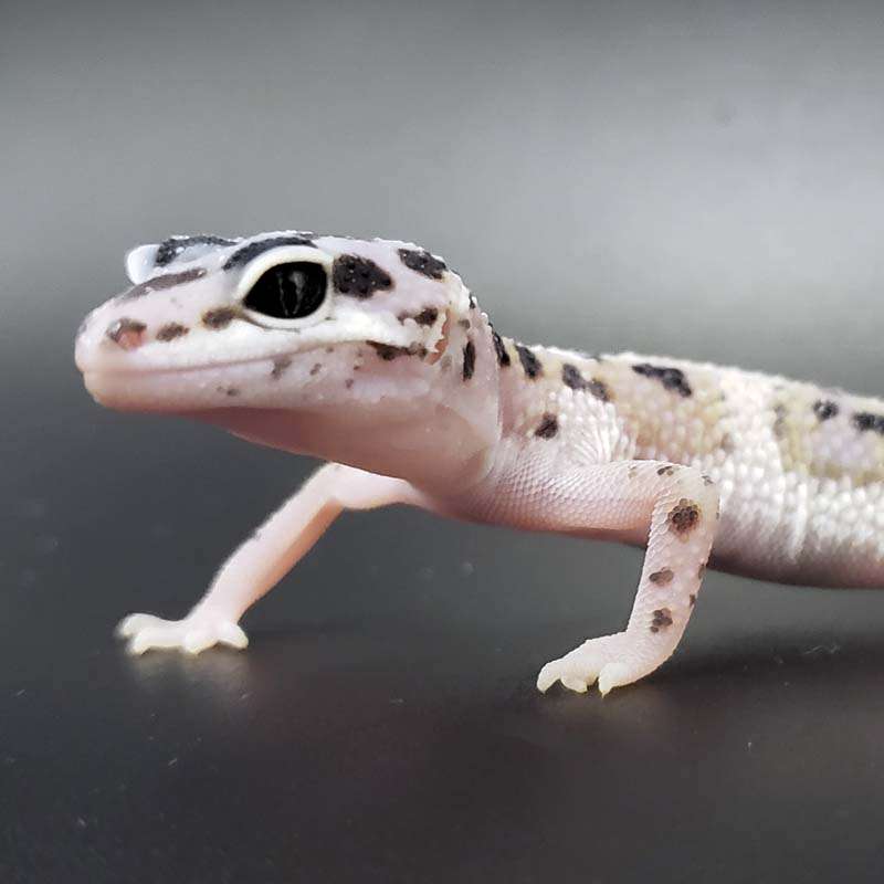 Leopard Geckos