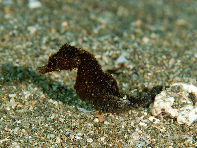 Lemur-Tail Seahorse