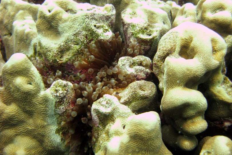 Lesser Knob Coral