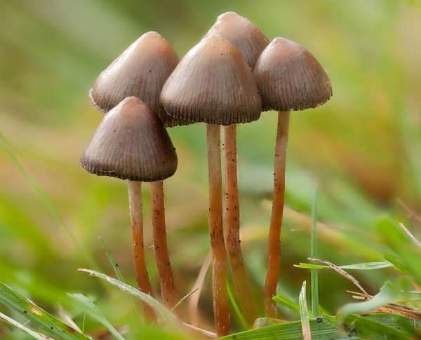 Liberty Cap