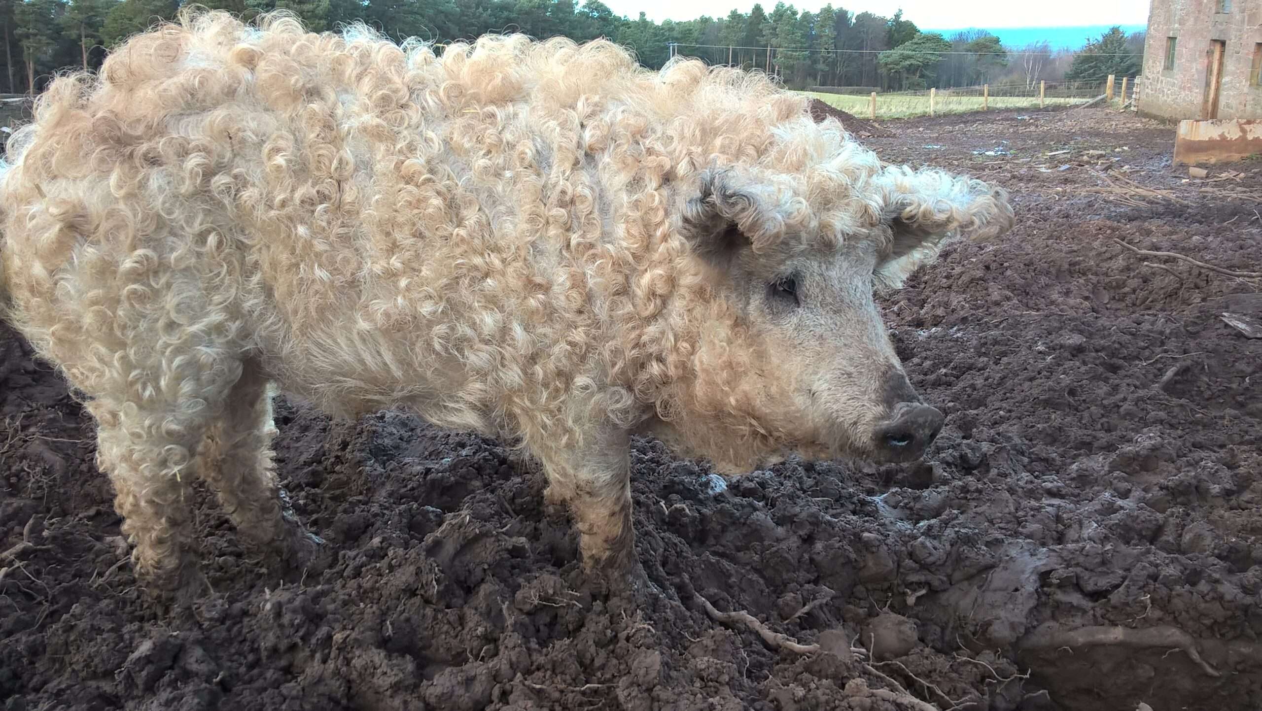 Lincolnshire Curly Coat