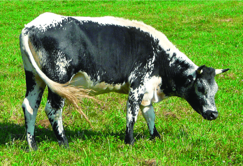 Lineback Cattle