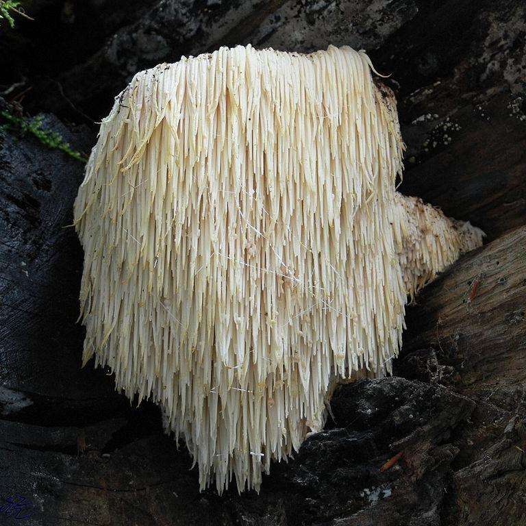 Lion's Mane