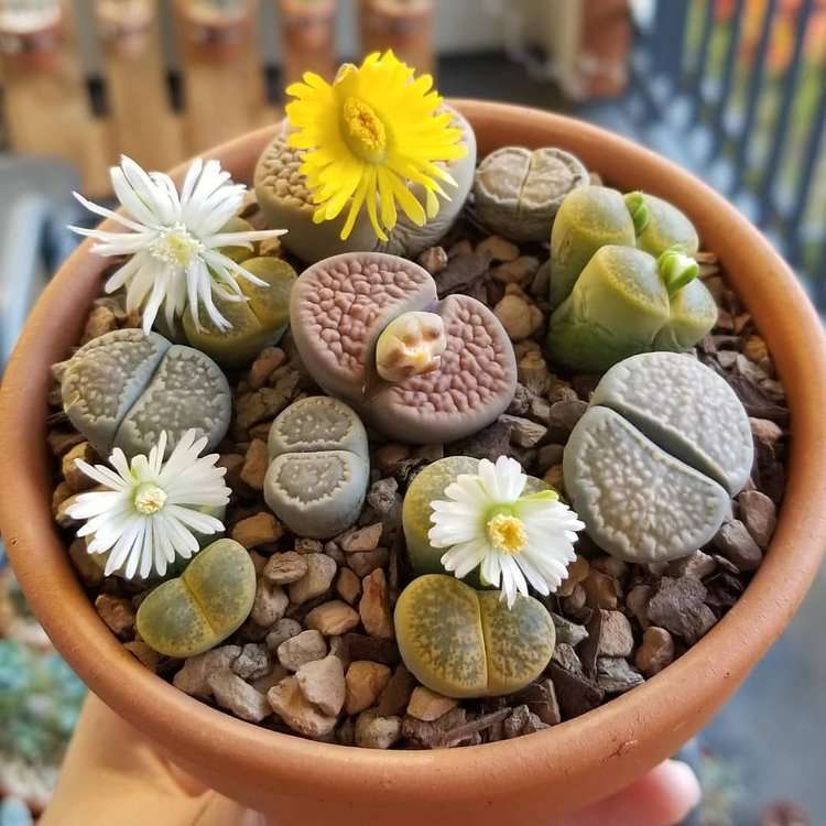 Living Stone