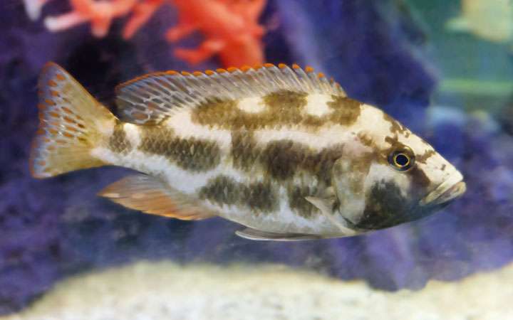 Livingston's Cichlid