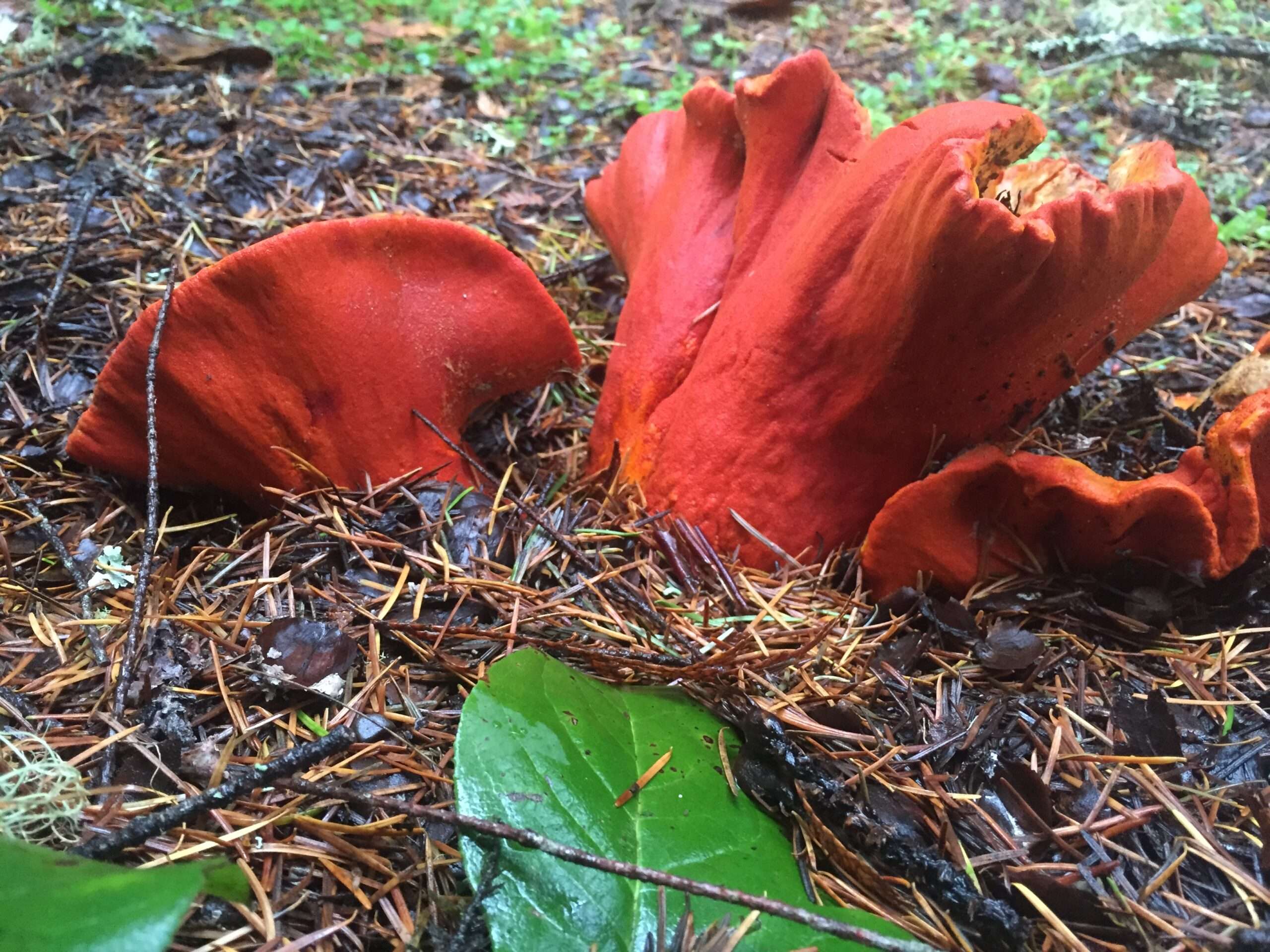 Lobster Mushroom
