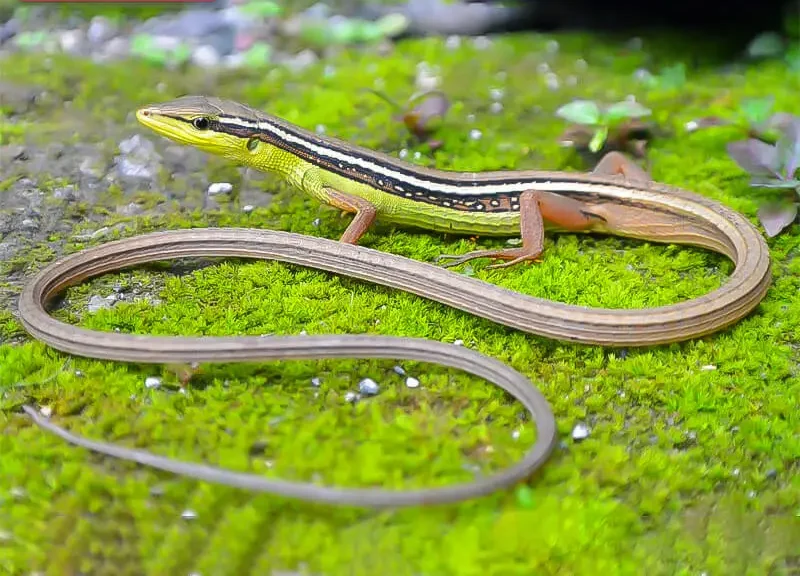 Long-Tailed Grass Lizard