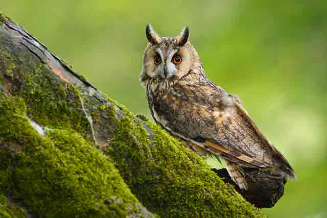 Long-Eared Owl