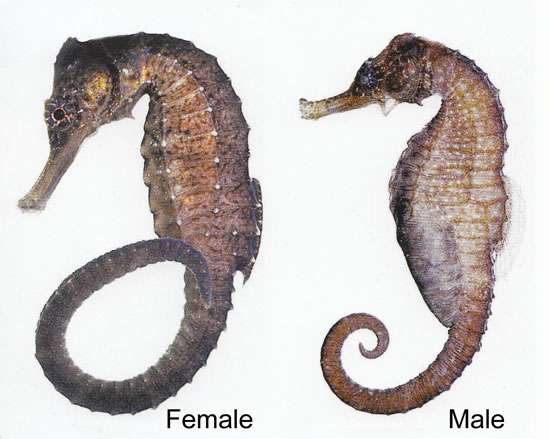Low-Crown Seahorse