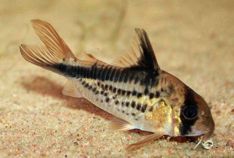 Loxozonus Cory