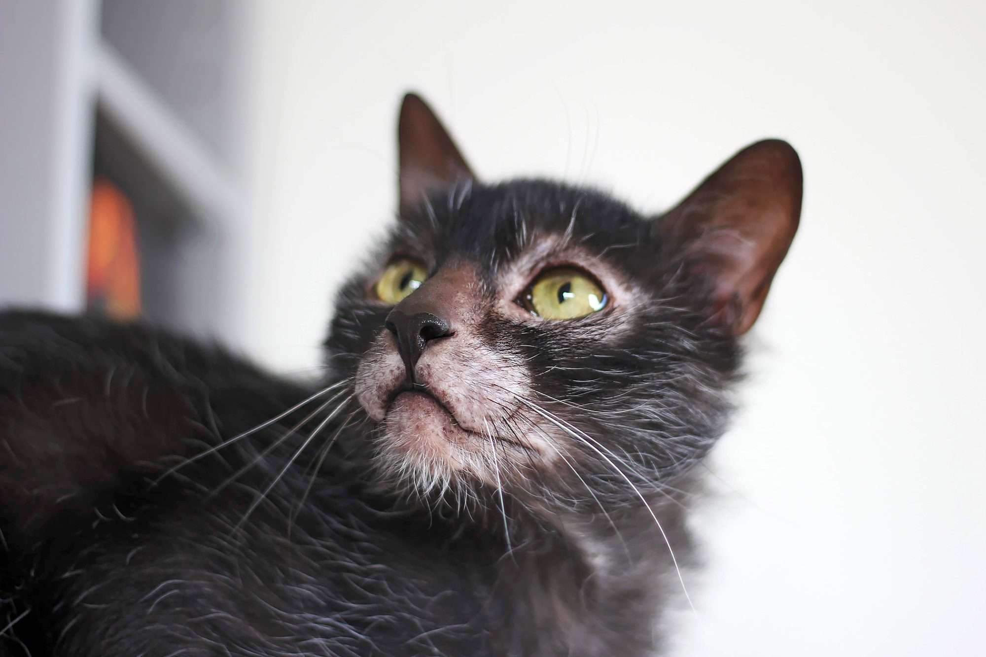 Lykoi Cat