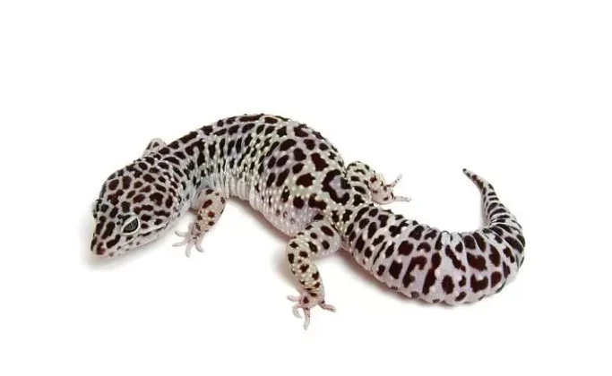 Mack Snow Leopard Gecko
