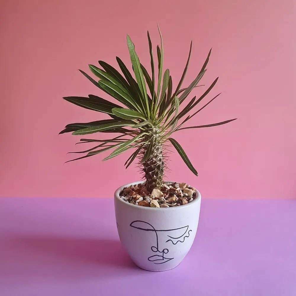 Madagascar Palm