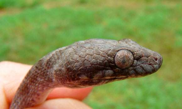 Malagasy Cat-Eyed Snake