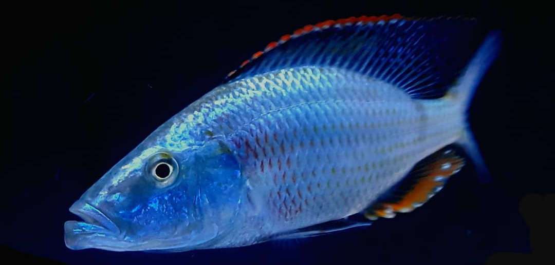Malawi Eye Biter