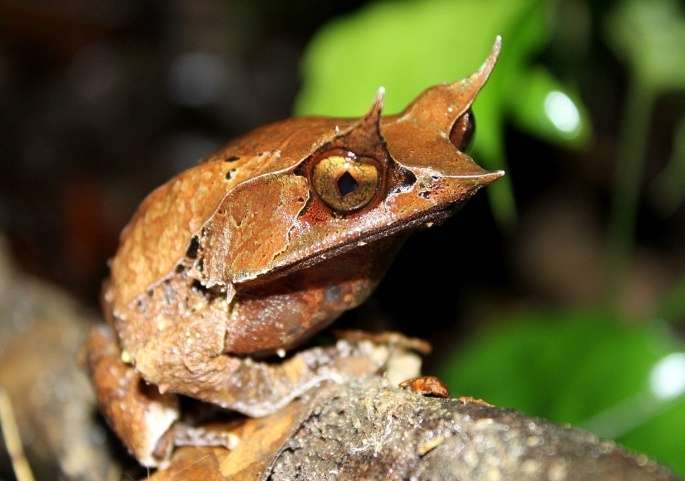 Malayan Horned Frog