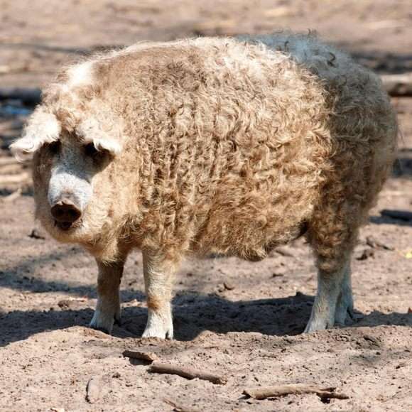 Mangalica