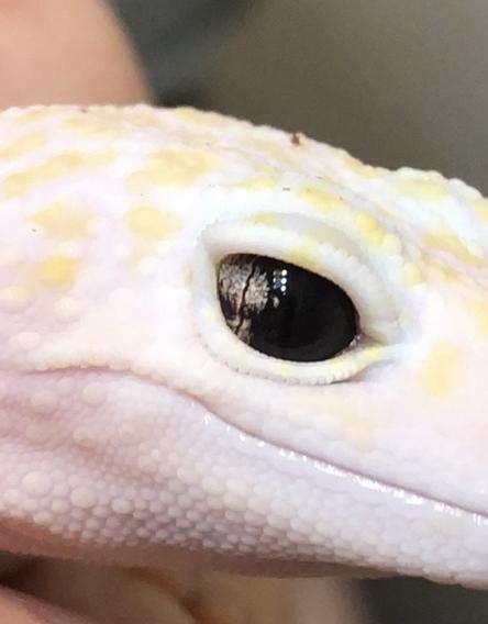 Marble Eye Leopard Gecko