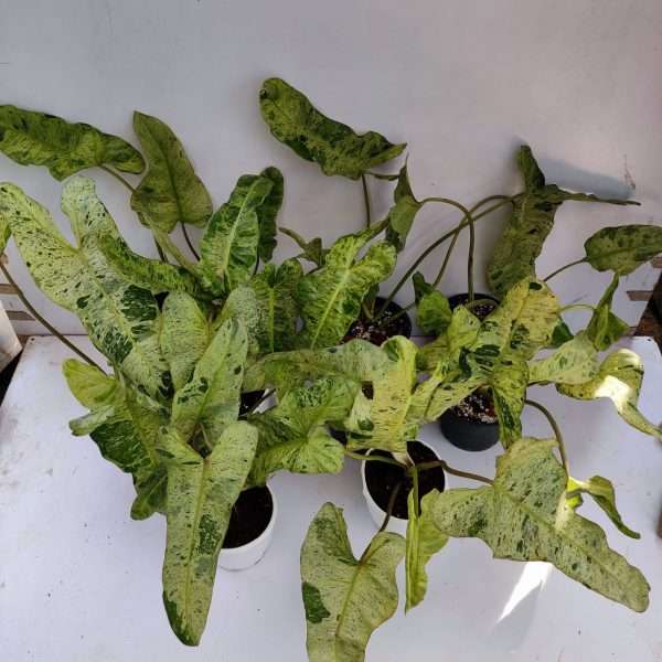 Marina Ruy Barbosa