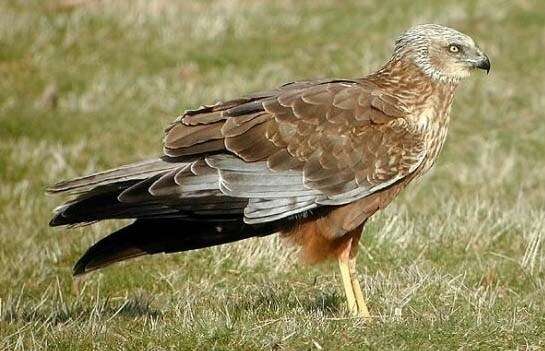 Marsh Harrier