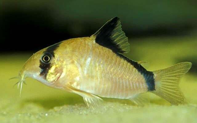 Masked Corydoras