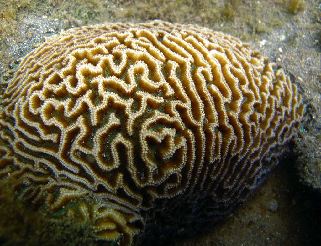 Maze Brain Coral