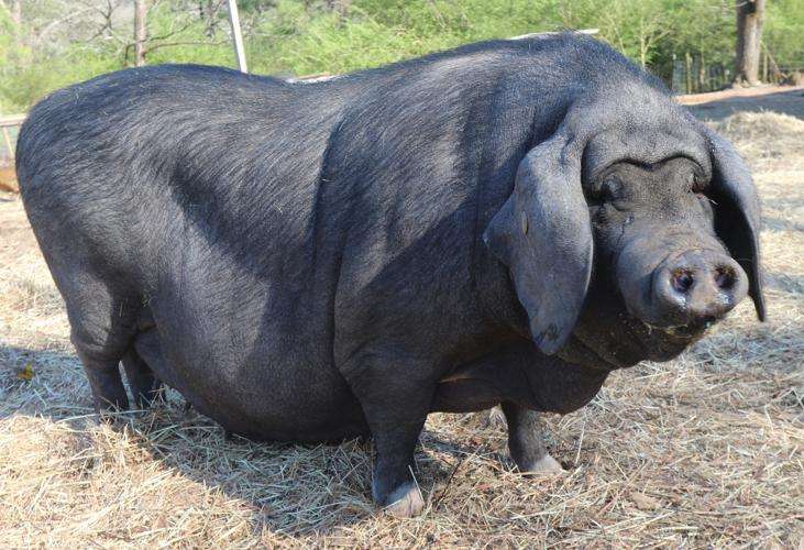 Meishan Pig