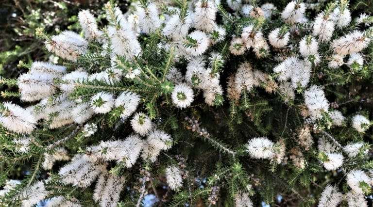 Melaleuca