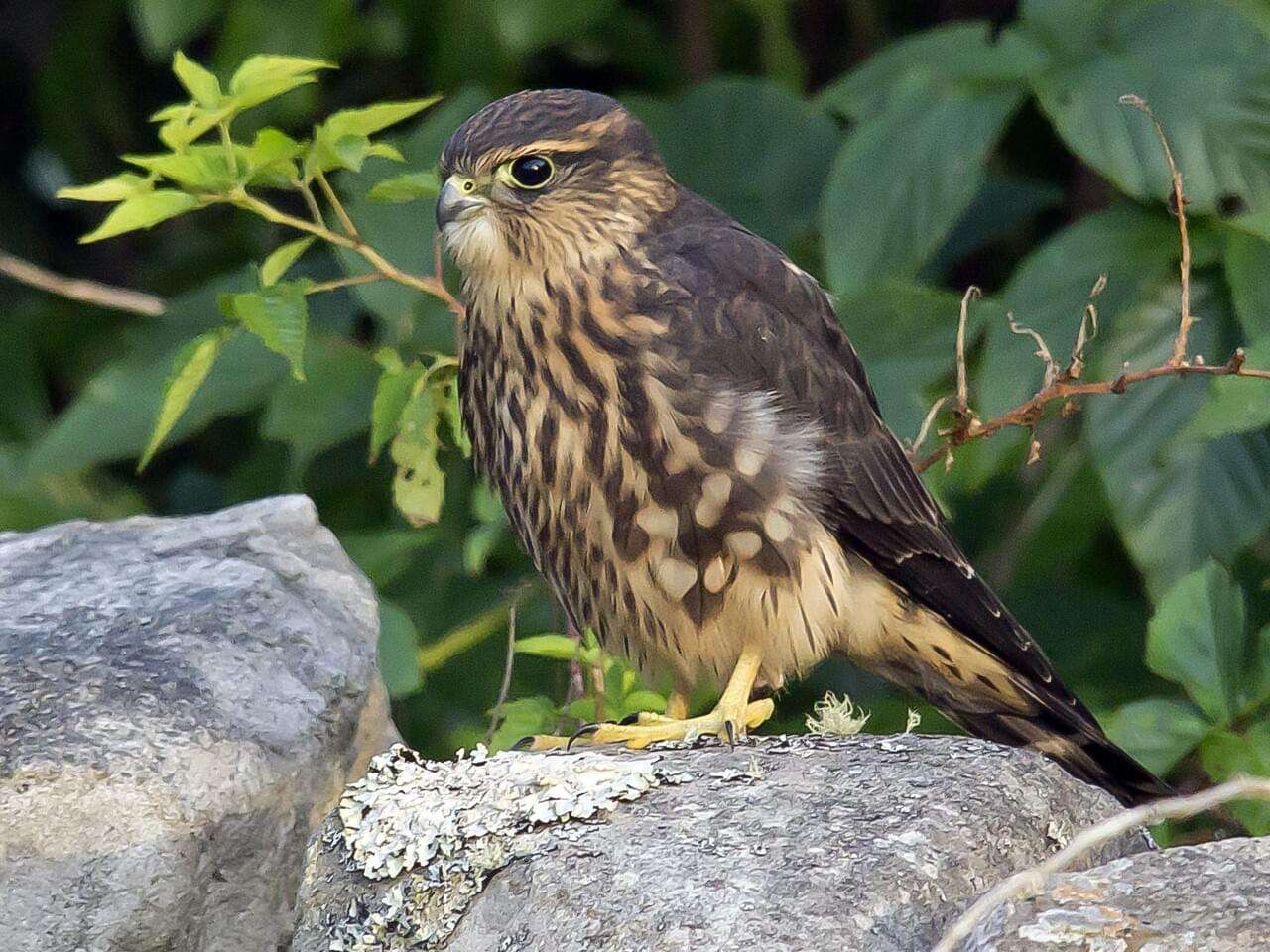 Merlin