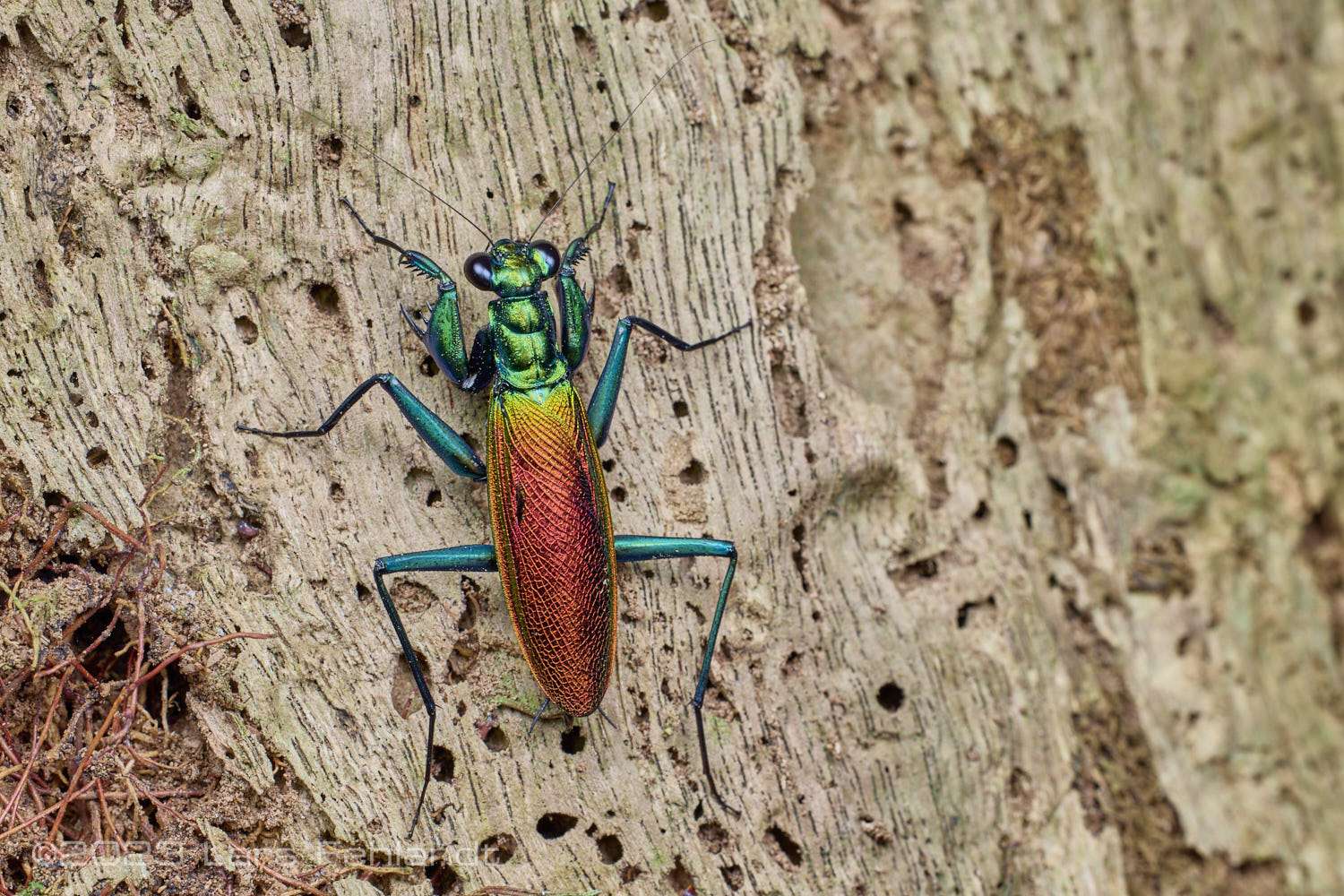 Praying Mantis