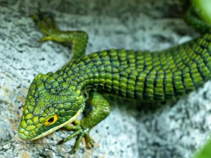Mexican Alligator Lizard