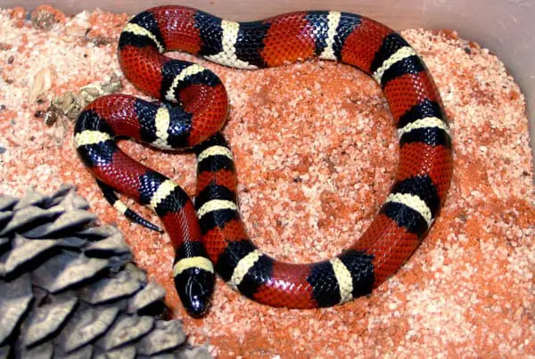 Mexican Milksnake