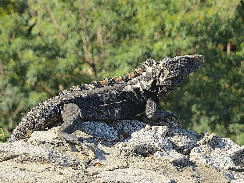 Mexican Spiny-Tailed Iguana