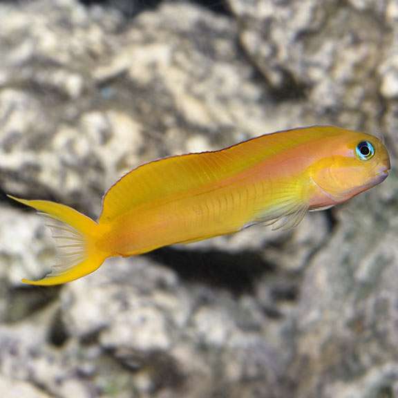 Midas Blenny