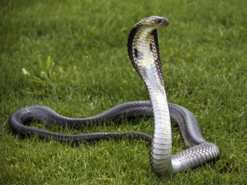 Monocled Cobra