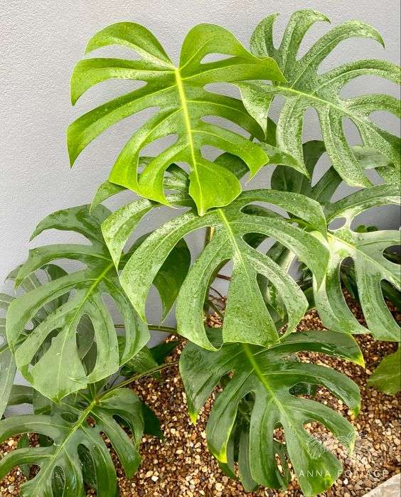 Monstera Deliciosa Brazilian