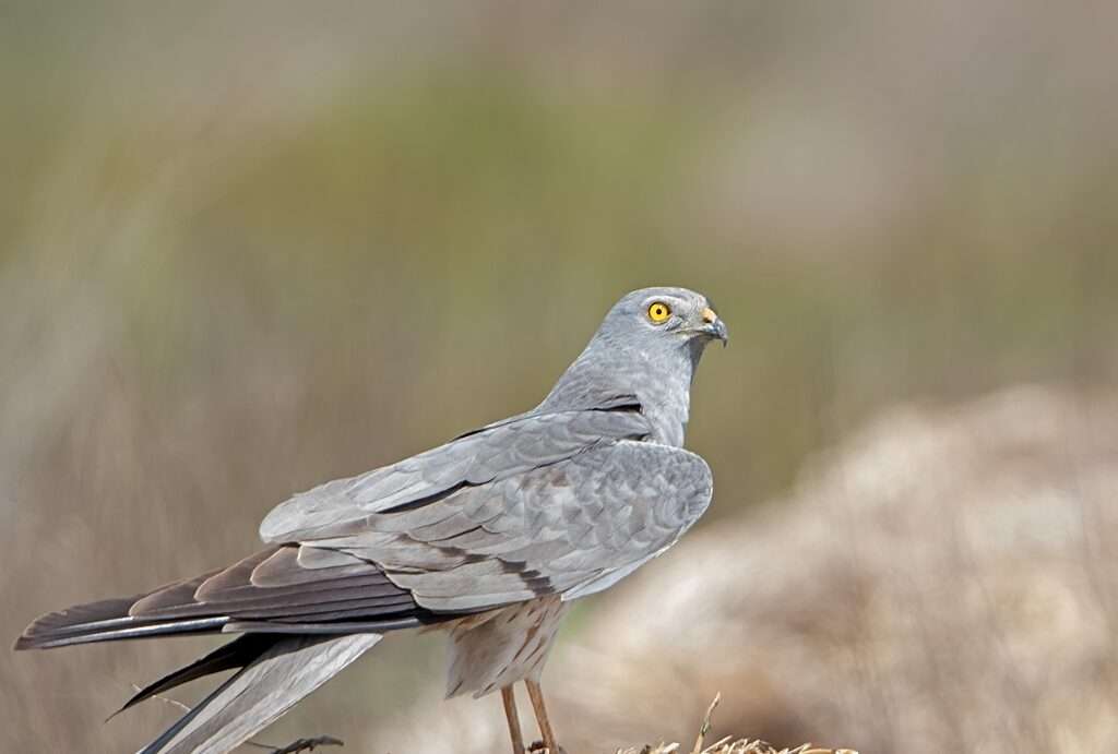 Montagu's Harrier