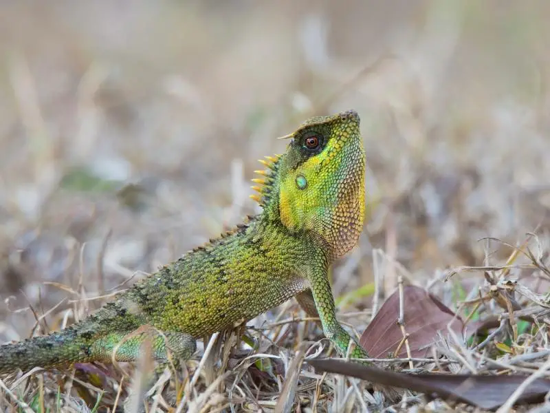 Mountain Horned Dragon Lizard