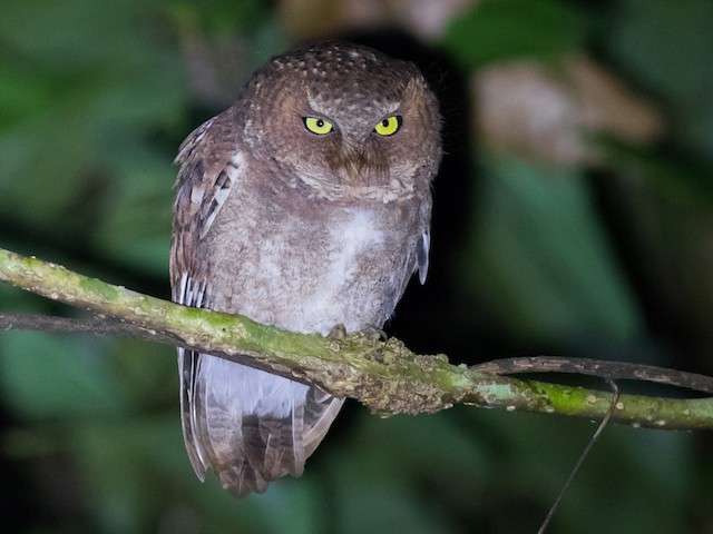 Mountain Scops Owl
