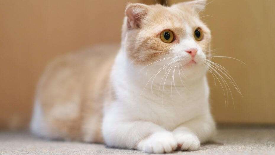 Munchkin Cat