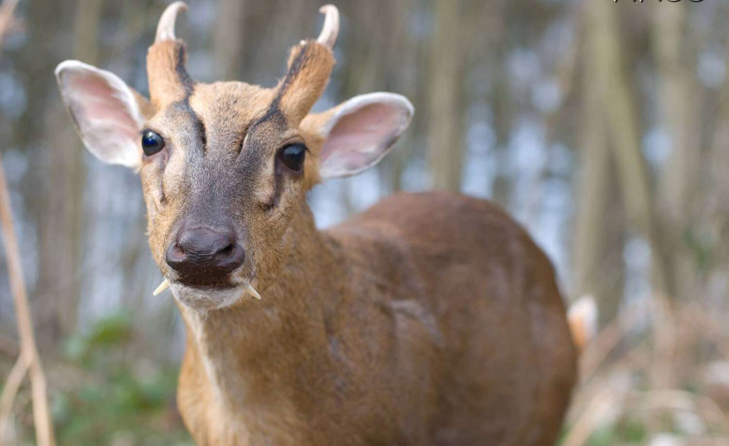 Muntjac Deer