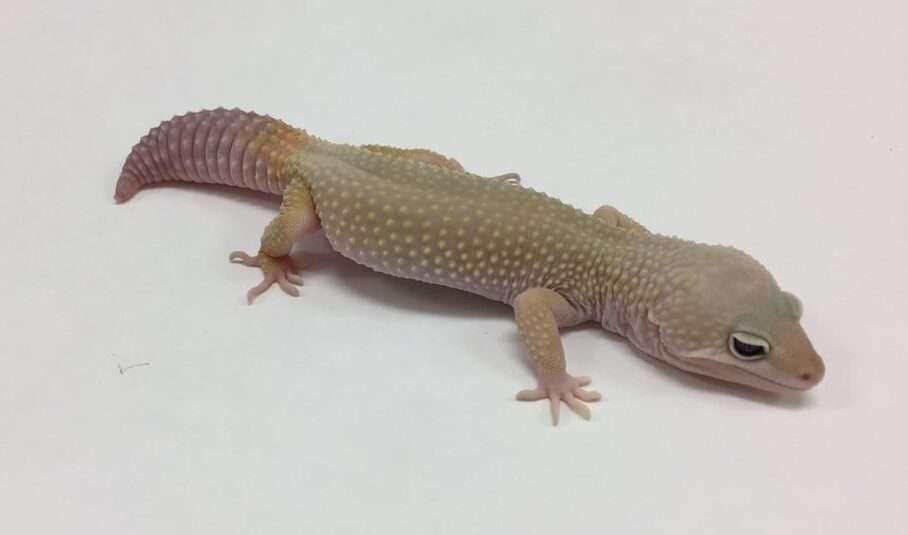 Murphy Patternless Leopard Gecko