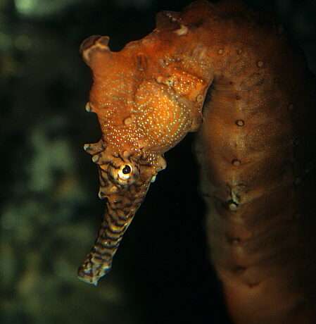 Narrow Bellied Seahorse