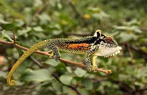 Natal Midlands Dwarf Chameleon