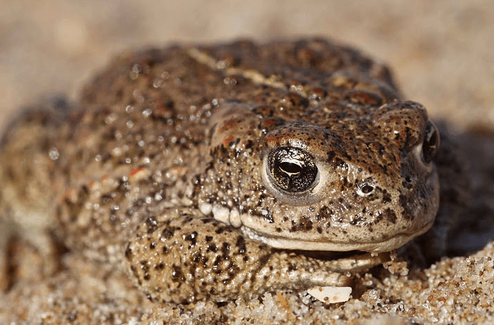 Natterjack Toad